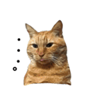 ロビンとアニーです。猫ですが何か？（個別スタンプ：9）