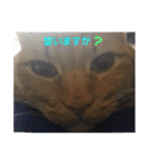 ロビンとアニーです。猫ですが何か？（個別スタンプ：10）