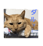 ロビンとアニーです。猫ですが何か？（個別スタンプ：11）