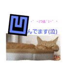 ロビンとアニーです。猫ですが何か？（個別スタンプ：13）