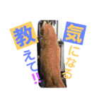 ロビンとアニーです。猫ですが何か？（個別スタンプ：14）
