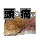 ロビンとアニーです。猫ですが何か？（個別スタンプ：15）