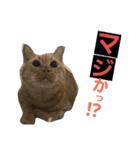 ロビンとアニーです。猫ですが何か？（個別スタンプ：16）