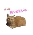 ロビンとアニーです。猫ですが何か？（個別スタンプ：17）