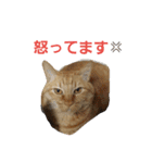 ロビンとアニーです。猫ですが何か？（個別スタンプ：18）