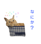ロビンとアニーです。猫ですが何か？（個別スタンプ：19）