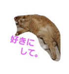 ロビンとアニーです。猫ですが何か？（個別スタンプ：21）