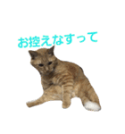 ロビンとアニーです。猫ですが何か？（個別スタンプ：22）