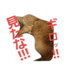 ロビンとアニーです。猫ですが何か？（個別スタンプ：23）