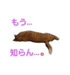 ロビンとアニーです。猫ですが何か？（個別スタンプ：24）