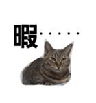 ロビンとアニーです。猫ですが何か？（個別スタンプ：25）