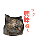 ロビンとアニーです。猫ですが何か？（個別スタンプ：26）