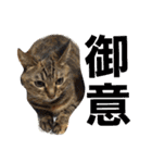 ロビンとアニーです。猫ですが何か？（個別スタンプ：27）