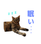 ロビンとアニーです。猫ですが何か？（個別スタンプ：28）