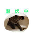 ロビンとアニーです。猫ですが何か？（個別スタンプ：29）