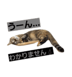 ロビンとアニーです。猫ですが何か？（個別スタンプ：30）