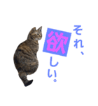 ロビンとアニーです。猫ですが何か？（個別スタンプ：31）