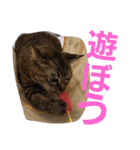 ロビンとアニーです。猫ですが何か？（個別スタンプ：32）