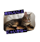 ロビンとアニーです。猫ですが何か？（個別スタンプ：33）