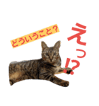 ロビンとアニーです。猫ですが何か？（個別スタンプ：34）