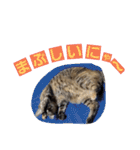 ロビンとアニーです。猫ですが何か？（個別スタンプ：36）