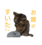 ロビンとアニーです。猫ですが何か？（個別スタンプ：37）