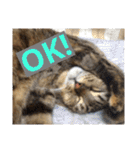 ロビンとアニーです。猫ですが何か？（個別スタンプ：38）