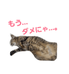 ロビンとアニーです。猫ですが何か？（個別スタンプ：39）