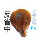 らむくん（個別スタンプ：1）