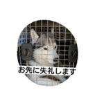 スノブリ〜愉快な仲間たち〜（個別スタンプ：3）