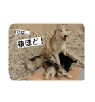 スノブリ〜愉快な仲間たち〜（個別スタンプ：11）