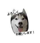 スノブリ〜愉快な仲間たち〜（個別スタンプ：13）