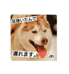 スノブリ〜愉快な仲間たち〜（個別スタンプ：16）