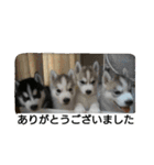 スノブリ〜愉快な仲間たち〜（個別スタンプ：23）