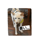 スノブリ〜愉快な仲間たち〜（個別スタンプ：24）