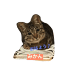 ネコのみかん（個別スタンプ：1）