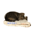 ネコのみかん（個別スタンプ：2）