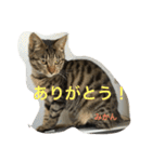 ネコのみかん（個別スタンプ：4）