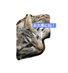 ネコのみかん（個別スタンプ：7）