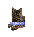 ネコのみかん（個別スタンプ：8）