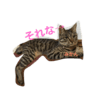 ネコのみかん（個別スタンプ：15）