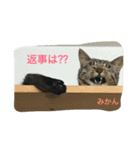ネコのみかん（個別スタンプ：23）