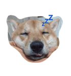 豆柴.2（個別スタンプ：2）