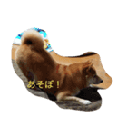 豆柴.2（個別スタンプ：7）