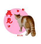 all cat photo sticker chinese（個別スタンプ：1）