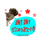 all cat photo sticker chinese（個別スタンプ：2）