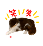 all cat photo sticker chinese（個別スタンプ：4）