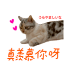 all cat photo sticker chinese（個別スタンプ：5）