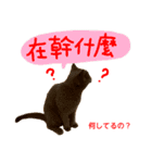 all cat photo sticker chinese（個別スタンプ：6）