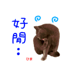 all cat photo sticker chinese（個別スタンプ：7）